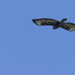 Buse variable